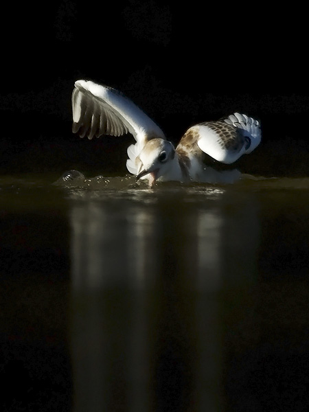 Naurulokki, Black-headed Gull, Larus ridibundus